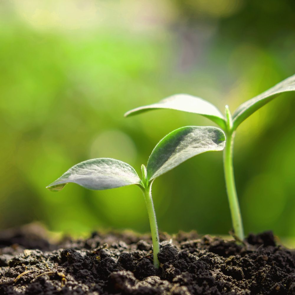 young-plant-new-life-growing-garden-sunlight young-plant-new-life-growing-garden-sunlight